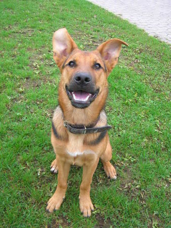Deutscher Schäferhund Hunde Foto 36667 Deutscher Schäferhund Taiko mit 5 Monaten!