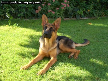 Deutscher Schäferhund Hunde Foto 25480 Deutscher Schäferhund Timo der Strolch mit 6 Monaten