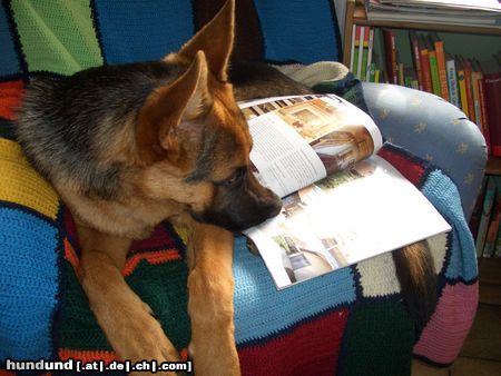 Deutscher Schäferhund Hunde Foto 25521 Deutscher Schäferhund Es geht eben nichts über ein gutes Buch!