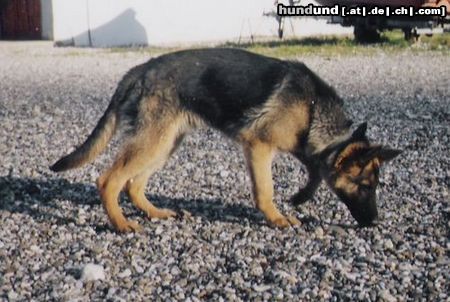 Deutscher Schäferhund Hunde Foto 18634 in höherer Auflösung ansehen Deutscher Schäferhund na findet ihr jetzt meinen lux! ohne gitter wie auf seite zwei!?? *gg*
