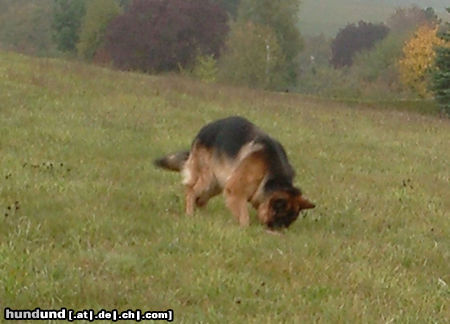 Deutscher Schäferhund Hunde Foto 26145 in höherer Auflösung ansehen Deutscher Schäferhund Bexter such Mäuschen