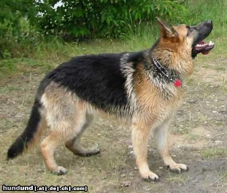 Deutscher Schäferhund Hunde Foto 14645 Deutscher Schäferhund Zakk3