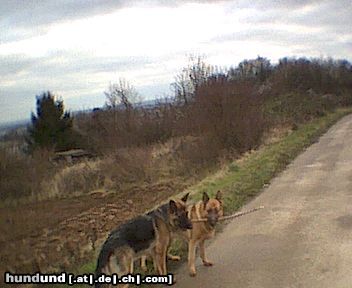 Deutscher Schäferhund Hunde Foto 2742 Deutscher Schäferhund Na wer bekommt das Stöckchen??