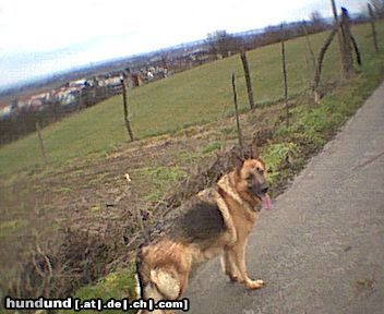Deutscher Schäferhund Hunde Foto 2744 Deutscher Schäferhund Vanny von der Staudenstadt