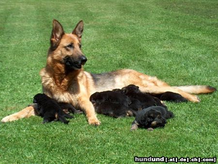 Deutscher Schäferhund Hunde Foto 24280 Deutscher Schäferhund Meine stolze Hündin mit Ihren Welpen