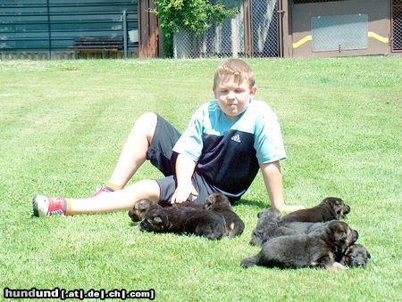 Deutscher Schäferhund Hunde Foto 24281 Deutscher Schäferhund Meine stolze Hündin mit Ihren Welpen
