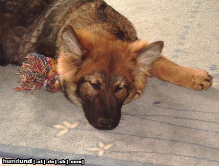Deutscher Schäferhund Hunde Foto 15584 in höherer Auflösung ansehen Deutscher Schäferhund