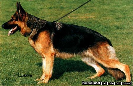 Deutscher Schäferhund Hunde Foto 7522 Deutscher Schäferhund Zola vom Kaiserpark
