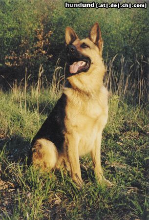 Deutscher Schäferhund Hunde Foto 4414 Deutscher Schäferhund aero