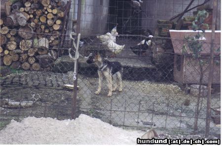 Deutscher Schäferhund Hunde Foto 16615 in höherer Auflösung ansehen Deutscher Schäferhund Mein süsser Lux(6monate)