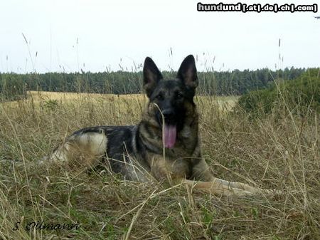 Deutscher Schäferhund Hunde Foto 6517 Deutscher Schäferhund Fantasy von der Nöttinger Heide (Akira)