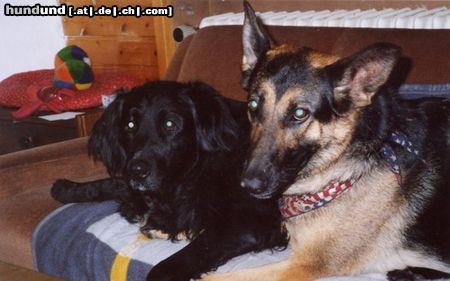 Deutscher Schäferhund Alina (DSH) und Marco (Neufimix) beim Kuscheln..