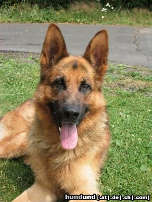 Deutscher Schäferhund Hunde Foto 10039 Deutscher Schäferhund Arco 8 Jahre