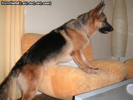 Deutscher Schäferhund Hunde Foto 6065 Deutscher Schäferhund Aron 10 Monate