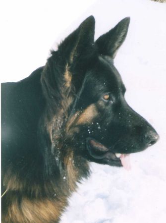 Deutscher Schäferhund Hunde Foto 2486 Deutscher Schäferhund Axel vom Rosenberg