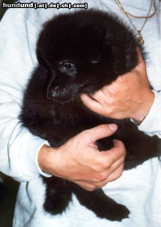 Deutscher Schäferhund Hunde Foto 6803 Deutscher Schäferhund Isetta vom Auenfels
