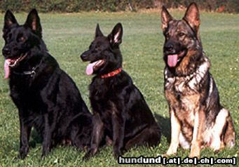 Deutscher Schäferhund Hunde Foto 6805 Deutscher Schäferhund Quax Pomonia, Isetta Auenfels, Wespe Auenfels