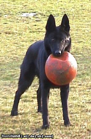 Deutscher Schäferhund Hunde Foto 3024 Deutscher Schäferhund Brandie v.d.Kranichteichen