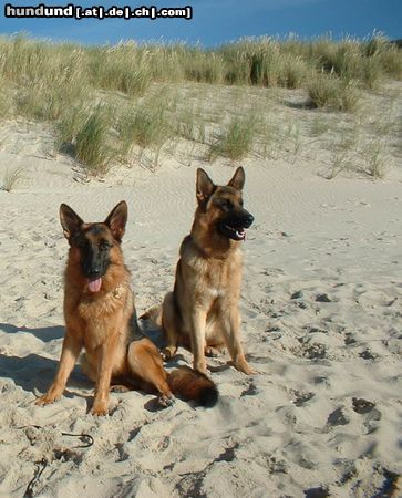 Deutscher Schäferhund Hunde Foto 20051 in höherer Auflösung ansehen Deutscher Schäferhund Sylt - nicht nur für Promis ;-)