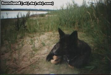 Deutscher Schäferhund Hunde Foto 3027 Deutscher Schäferhund