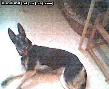 Deutscher Schäferhund Hunde Foto 14896 in höherer Auflösung ansehen Deutscher Schäferhund cindy 4jahre
