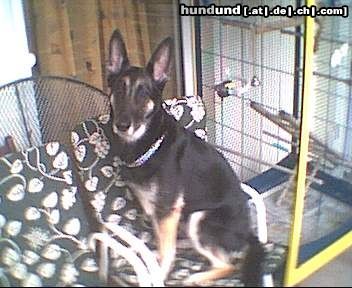 Deutscher Schäferhund Hunde Foto 14897 in höherer Auflösung ansehen Deutscher Schäferhund cindy 4jahre