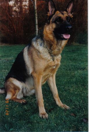 Deutscher Schäferhund Hunde Foto 2337 Deutscher Schäferhund Calla vom Innhof