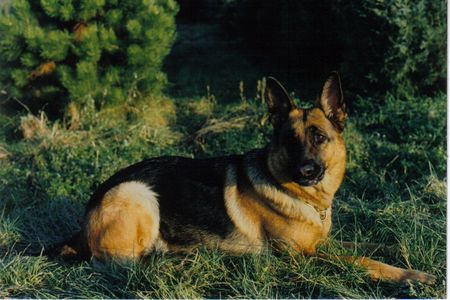 Deutscher Schäferhund Hunde Foto 2336 Deutscher Schäferhund Calla vom Innhof