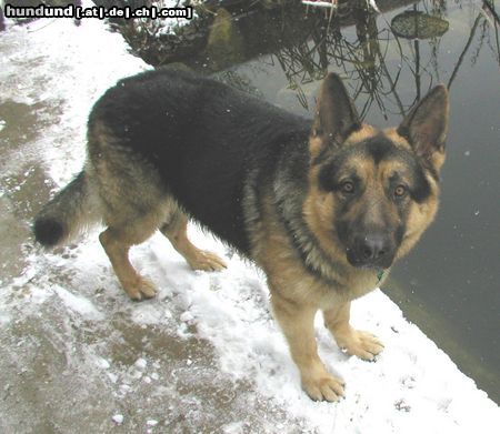Deutscher Schäferhund Hunde Foto 18556 in höherer Auflösung ansehen Deutscher Schäferhund Unser Dax 2 Jahre