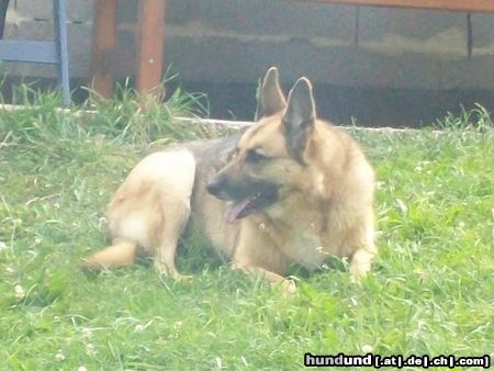 Deutscher Schäferhund Hunde Foto 46528 Deutscher Schäferhund