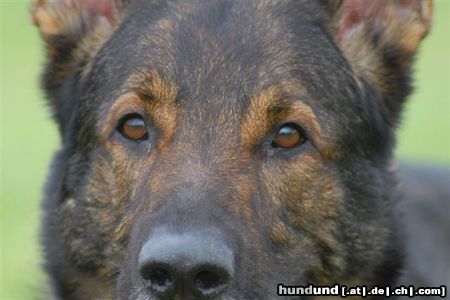 Deutscher Schäferhund Croqi, mein Sonnenschein - R.I.P.