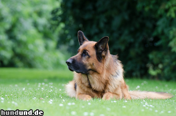 Deutscher Schäferhund Deutscher Schäferhund liegt in der Wiese