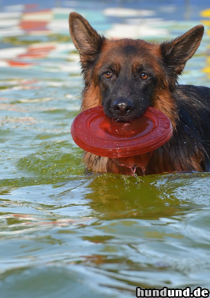 Deutscher Schäferhund Deutscher Schäferhund mit Frisbee Scheibe im Wasser