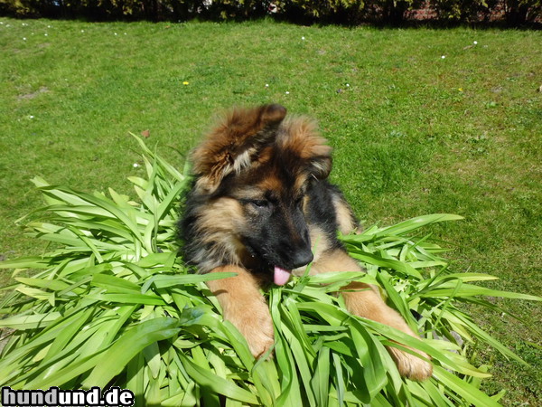 Deutscher Schäferhund Peaches war als Welpe ein Rotzlöffel, da mussten auch schon mal Pflanzen herhalten