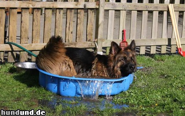 Deutscher Schäferhund Peaches liebt das Wasser, notfalls muss eine Wanne herhalten
