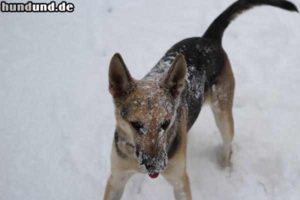 Deutscher Schäferhund meine lady liebt den schnee hier in new-york grins