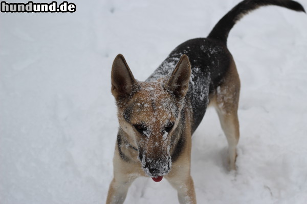Deutscher Schäferhund Hunde Foto 47580 Deutscher Schäferhund meine lady liebt den schnee hier in new-york grins