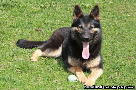 Deutscher Schäferhund Hunde Foto 46720 Deutscher Schäferhund Jody du Domaine de Chôdes