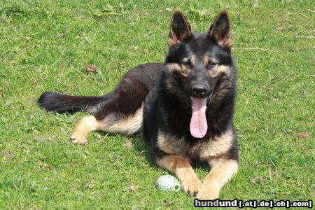 Deutscher Schäferhund Jody du Domaine de Chôdes