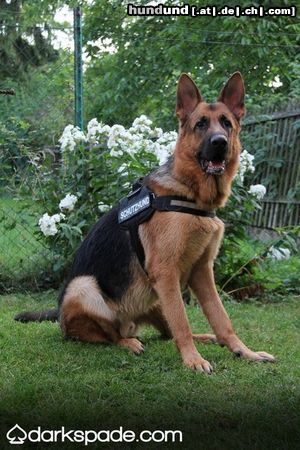 Deutscher Schäferhund Hunde Foto 46565 in höherer Auflösung ansehen Deutscher Schäferhund Falco vom Haus Stoppacher