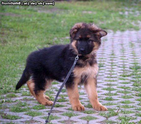 Deutscher Schäferhund elegante Langstockhaarhündin 11 Wochen alt