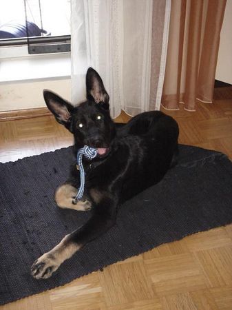 Deutscher Schäferhund Hunde Foto 38253 in höherer Auflösung ansehen Deutscher Schäferhund Chivas von der Wolfskralle