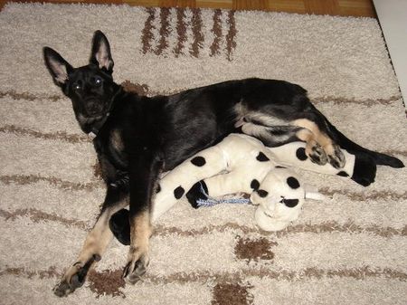 Deutscher Schäferhund Hunde Foto 38255 in höherer Auflösung ansehen Deutscher Schäferhund Chivas von der Wolfskralle