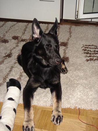 Deutscher Schäferhund Hunde Foto 38256 in höherer Auflösung ansehen Deutscher Schäferhund Chivas von der Wolfskralle