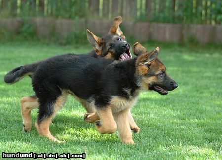 Deutscher Schäferhund Hunde Foto 23637 in höherer Auflösung ansehen Deutscher Schäferhund Gleich hab´ ich Dich!