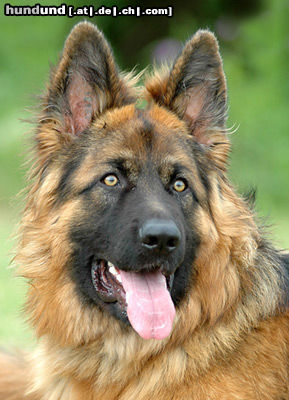 Deutscher Schäferhund Hunde Foto 24600 in höherer Auflösung ansehen Deutscher Schäferhund DSH-Langhaar