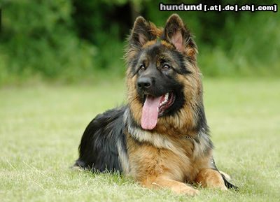Deutscher Schäferhund Hunde Foto 24602 in höherer Auflösung ansehen Deutscher Schäferhund DSH-Langhaar