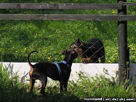 Deutscher Schäferhund ein bussi bitteschön