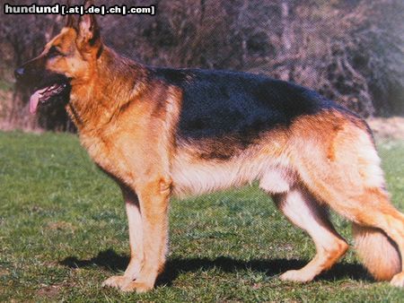 Deutscher Schäferhund Hunde Foto 20872 Deutscher Schäferhund