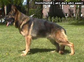 Deutscher Schäferhund Hunde Foto 5230 Deutscher Schäferhund breston